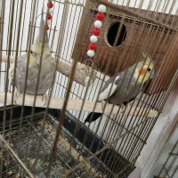 یک جفت عروس هلندی بفرش میرسد|پرنده|شبستر, |دیوار