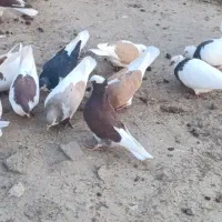 کبوتر رنگی پرشی|پرنده|آق قلا, |دیوار