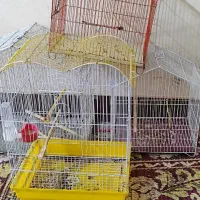 قفس