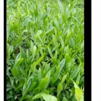 طلای سیاه بهارانه شمال (چای)