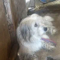 واگذاری سگ تریر نر ۴ ساله