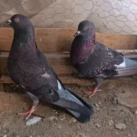 کبوتر|پرنده|محمدیار, |دیوار