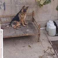 توله ژرمن شولاین ماده