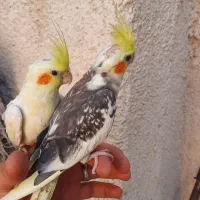 ۲جفت عروس هلندی مولد دستی سخنگو .سهره.انگشتر|پرنده|کرمانشاه, |دیوار