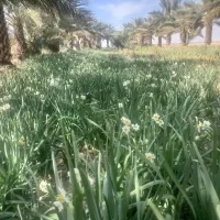 گل نرگس|گل و گیاه طبیعی|کازرون, |دیوار