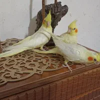 جوجه عروس،لوتینو،دانخور