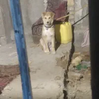 سگ سرابی نگهبان