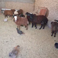 بره افشاری