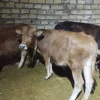 گوساله ماده دورگه