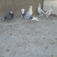 کفتر ۲۵۰|پرنده|نهاوند, |دیوار