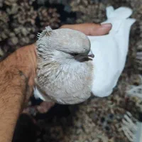 کله ای کلایی ماده  فروشی