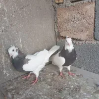 کبوتر طوقی ماده