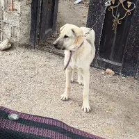 واگذاری سگ عراقی|سگ|اسکو, |دیوار