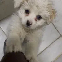 سگ پامرانین