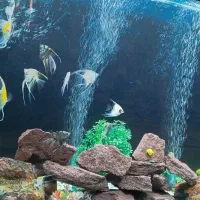 آکواریوم خوشکل پسند|ماهی|شوش, |دیوار