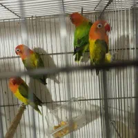 طوطی برزیلی گلد|پرنده|سمنان, |دیوار