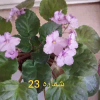 بنفشه آفریقایی یک هدیه ویژه