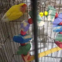 کوتوله کله هلویی با لوازم