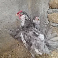 مرغ و خروس گلین چهل تاج