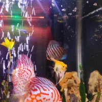 آکواریوم دلسا|ماهی|تهران, هفده شهریور|دیوار