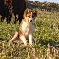 توله سگ گله ای
