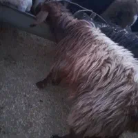 بز فروشی /شیر مو