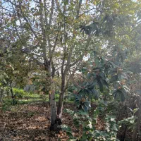 زمین شهری در شاندرمن مسکونی|فروش زمین و ملک کلنگی|شاندرمن, |دیوار