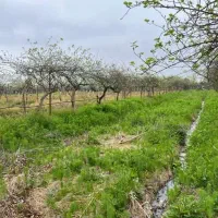 فروش-زمین-400متری-پلنگ-آباد