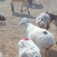 بره نر
