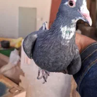 زرد پلنگ|پرنده|کرمان, |دیوار