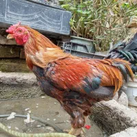 خروس|حیوانات مزرعه|جلین, |دیوار