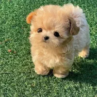 سگ پاپی شیتزو مالتیپو