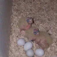 جوجه عروس هلندی یک ماهع