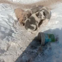 توله سگ رسمی رایگان