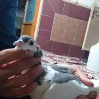 تندیس و ماکت کرمانی