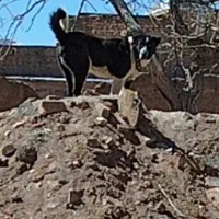 واگذاری توله چمبر قدرجونی