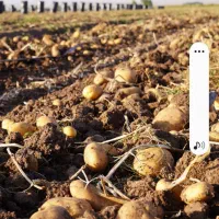 اکپم 12 نفر هستیم کار کشاورزی جم کردن سیب زمینی|خدمات باغبانی و درختکاری|دهگلان, |دیوار