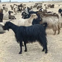 30راس بز ترکی اصل