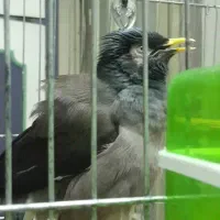 مینا سخنگو کام سیاه نر