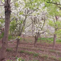 قطعات باغی ویلایی داخل شهرک سند دار م پراید پژو|فروش زمین و ملک کلنگی|مشهد, درزآب|دیوار