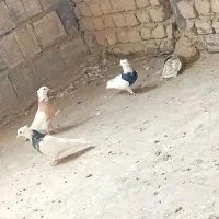 توقی‌‌زردنروماده‌و۳تامفلش‌بشرت‌دورچه‌دونه‌پانصد