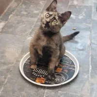 واگذاری بچه گربه ۳ ماهه