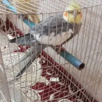 عروسهلندی|پرنده|رضویه, |دیوار