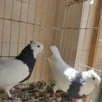 کبوتر کفتر طوقی