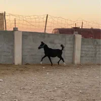 فروش ۹عدد اسب و مادیان و کره