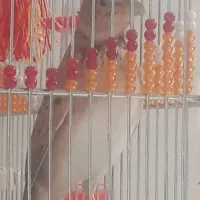 جوجه سهره خاکی( همراه قفس)|پرنده|ساوه, |دیوار