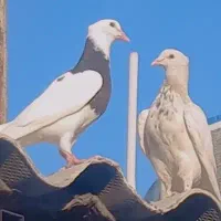 جوجه برا پرش