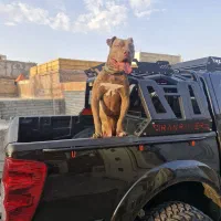 واگذاری سگ نژاد دار پیتبول