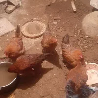 ۹عدد مرغ جوان دم تخم سالم