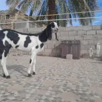 یک عددبزه رشتی بخور مناسب مالداری